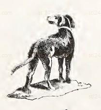 ANIMAL_0147